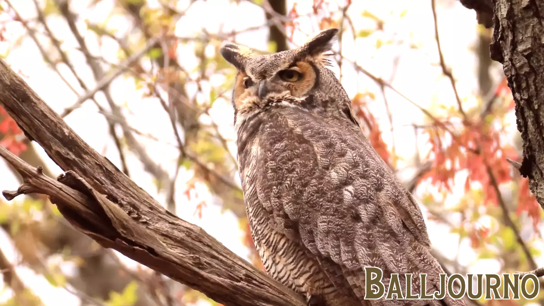 The Rise of the Superb Owl: A Cultural Phenomenon